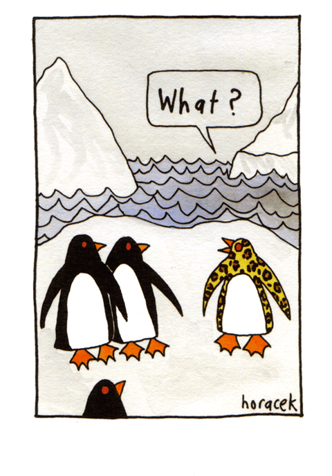 humorous greeting cardCath TateComedy Card CompanyPenguin - What?