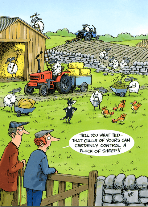 Funny Greeting CardCountry CardsComedy Card CompanyControl a flock of sheep